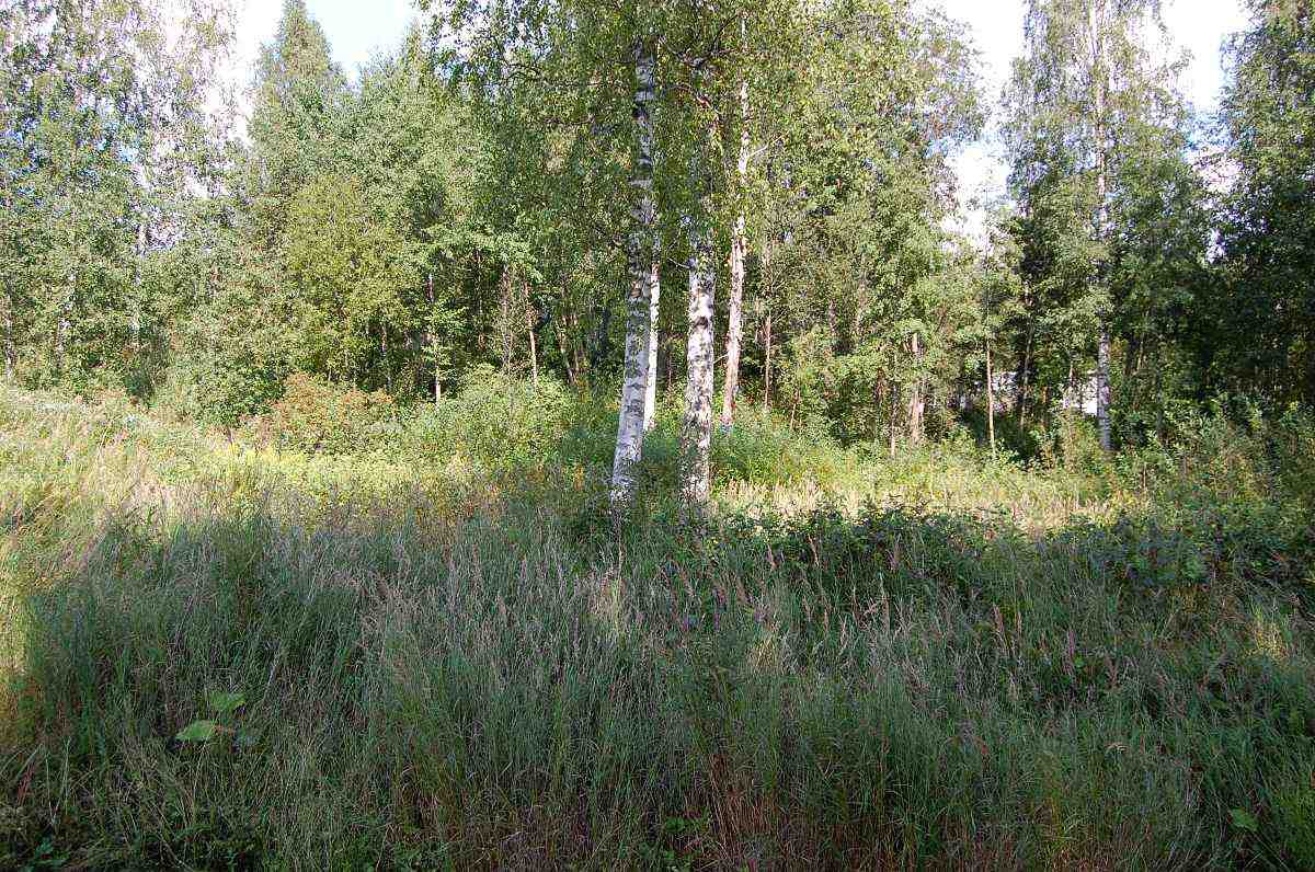 Tässä kaikki mitä on jäljellä ennen niin suositusta talvileikkien paikasta Laanista.