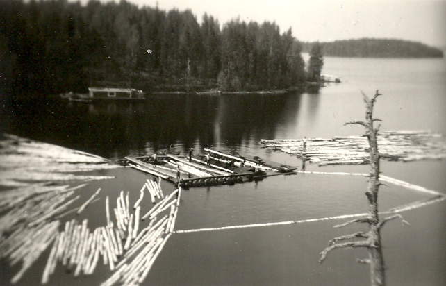 Koivutukkien niputusta Konnevedellä vuonna 1956.