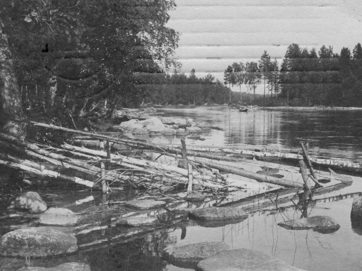 Häränvirtaa pohjoiseen noin vuonna 1912.